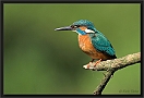 ijsvogel DSC_0039-01